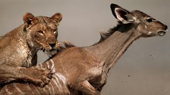 Animals Lions hunt