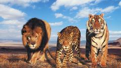 Animals Lions Leopards bengal