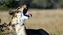 Animals Lions Mammals