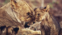 Animals Lions wild cats colored duplicate