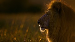 Animals Lions wild cats savage African Wild Life