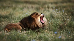 Animals Lions yawns
