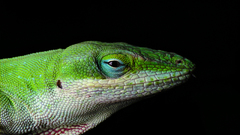 Animals lizard ultra high