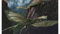 Animals lizards gliding