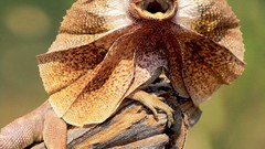 Animals lizards Reptiles Frill-necked