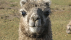 Animals llama