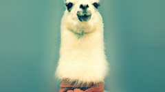 Animals llama