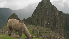 Animals llama Machu Picchu