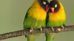 Animals love Birds Parrots love bird