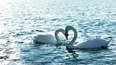 Animals love two Swans lakes water bird