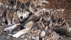 Animals low resolution Wolves