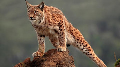 Animals lynx