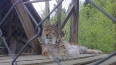 Animals lynx