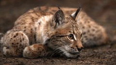 Animals lynx