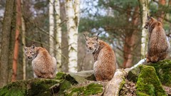 Animals lynx Lions wild cats