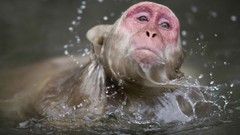 Animals macaques snow monkey