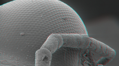 Animals macro microscopic