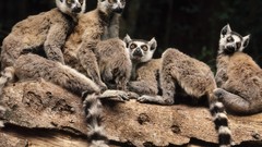 Animals Madagascar lemurs