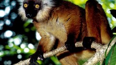 Animals Madagascar Mammals black lemur