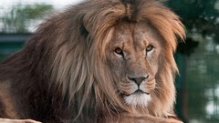 Animals Majestic Lions