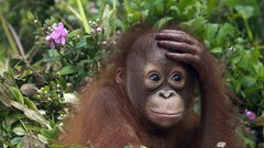 Animals Malaysia baby animals orangutans