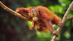 Animals Malaysia forests orangutans