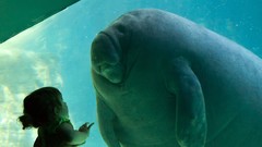 Animals manatee