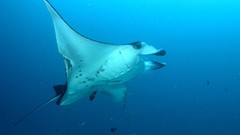 Animals manta ray