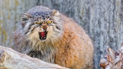 Animals manul angry wildcat