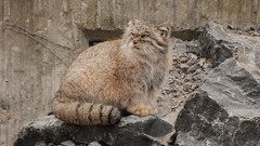 Animals manul rocks feline