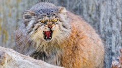 Animals manul wildcat