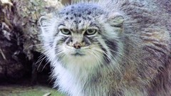 Animals manul wildcat