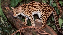 Animals Margay
