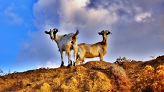 Animals mat Goats
