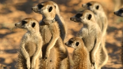 Animals meerkats