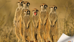 Animals meerkats