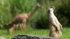 Animals meerkats