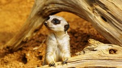 Animals meerkats