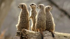 Animals meerkats