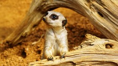 Animals meerkats