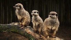 Animals meerkats
