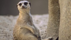 Animals meerkats