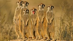 Animals meerkats
