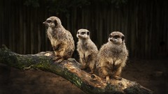 Animals meerkats merchants