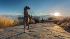 Animals meerkats savannah