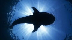 Animals Mexico whale shark