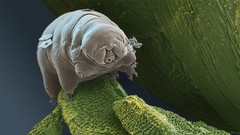 Animals microscopic mites