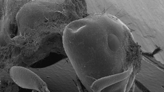 Animals microscopic parasite