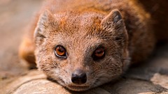 Animals mongoose