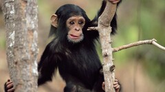 Animals monkey baby animals chimpanzees Mammals